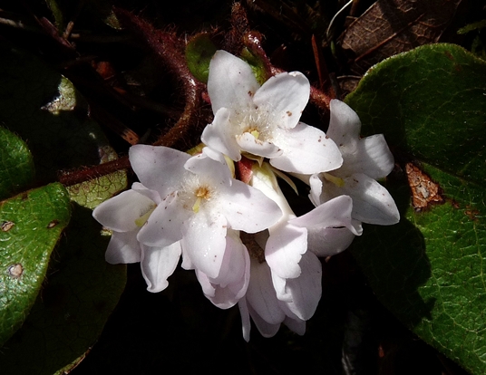 {Epigaea repens}